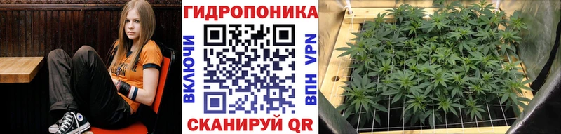 Бошки марихуана OG Kush Нестеров